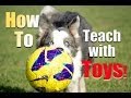 How to Reward your Dog with TOYS Instead of Food! How to Reward your Dog with TOYS Instead of Food!
