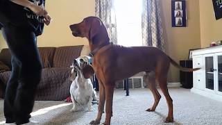 Redbone Coonhound Tricks/Commands