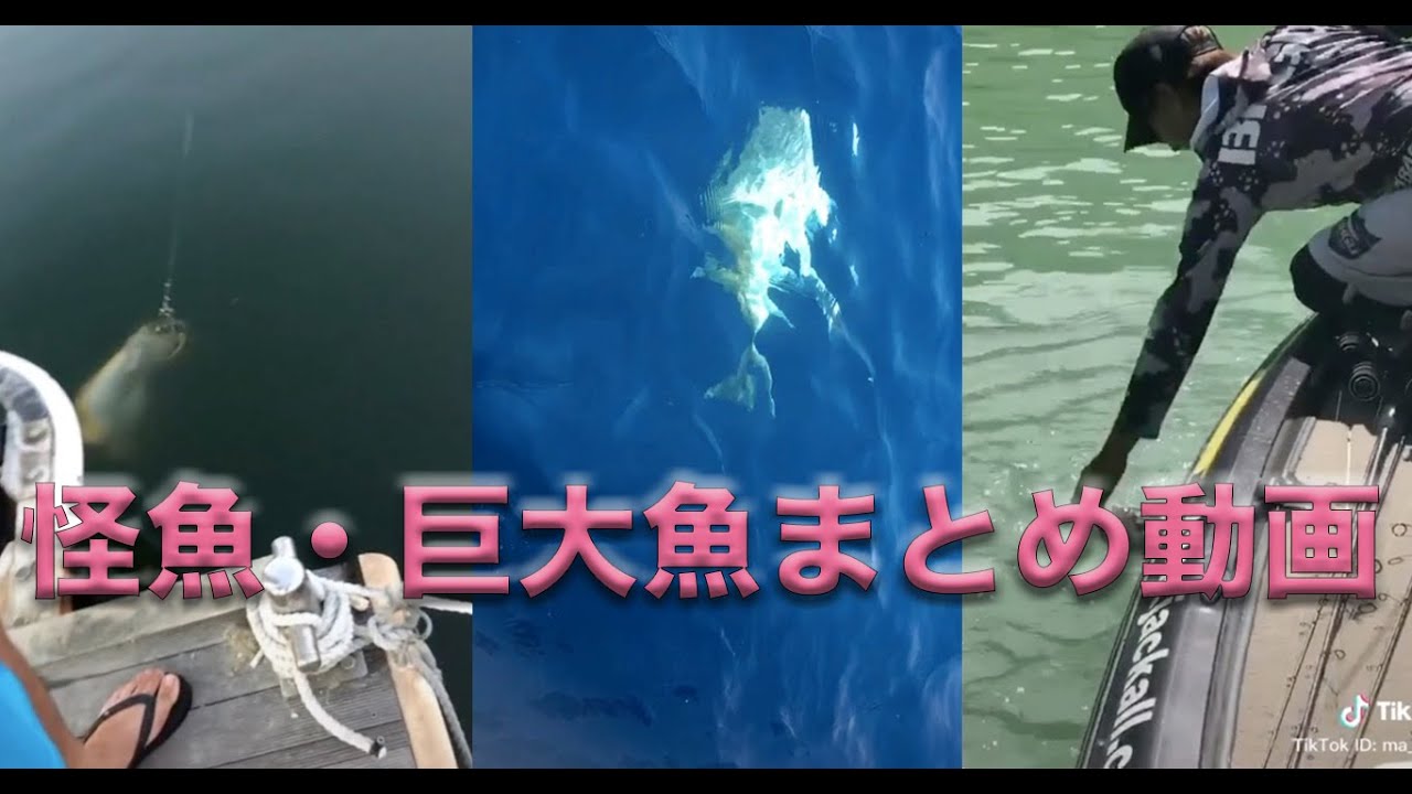 釣り動画 巨大魚 怪魚釣り動画まとめ Youtube 釣り動画 巨大魚 怪魚釣り動画まとめ Youtube