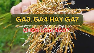 CNN || ĐÂU LÀ HOẠT CHẤT TỐT NHẤT NHÓM GIBBERELLIN? GA3, GA4, GA7?