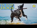 24 hours music for dogs with anxiety tv for dogs how to relax beach for dog tv with calming music