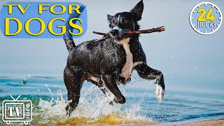 24 Hours Music for Dogs with Anxiety: TV for Dogs! How to Relax Beach for Dog TV with Calming Music!