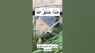 من سورة لقمان الاية ١١ - القارئ ياسر الدوسري