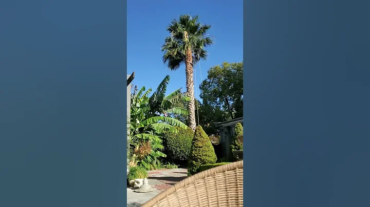 Time lapse trimming palm tree