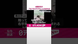 【毒グモ「セアカゴケグモ」】4歳男児がかまれる  健康状態に異常なし  香川・坂出市  #shorts