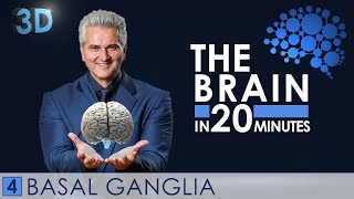 3D - The Brain in 20 minutes - 04 │ Basal Ganglia │ Dr. Dr. Damir del Monte │ Encephalon Hirnwelten
