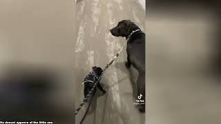 WHOLESOME clips to brighten your day!