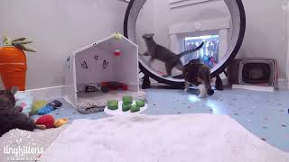 Mandarin takes flight! January 16, 2024 by TinyKittens HQ 100,875 views 3 months ago 43 seconds