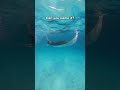 Can you name this animal? Ep03 🌊 #Shorts