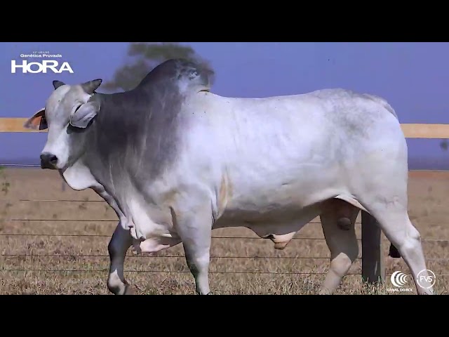 LOTE 1000 - HORA5626