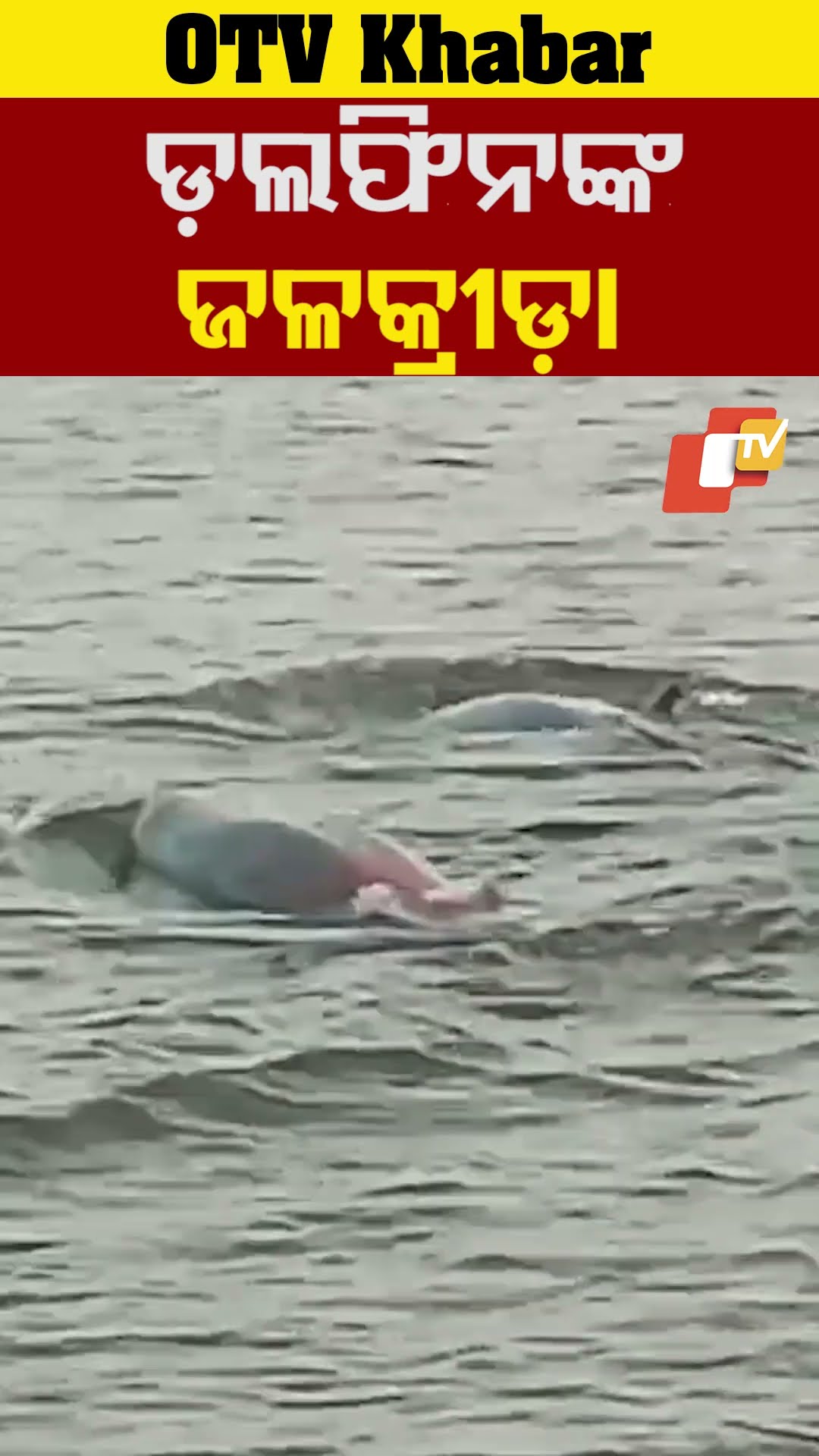 ଡ଼ଲଫିନଙ୍କ ଜଳକ୍ରୀଡ଼ା। ଚିଲାକାର ନୀଳ ଜଳରାଶିରେ  ଡ଼ଲଫିନଙ୍କ ଜଳକ୍ରୀଡ଼ା !  #Bramhagiri #Dolphine #otv #odishaTV
