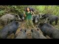 Solo Forest Survival: Tracking Wild Animals, Bird Traps and Wild Boar Clash