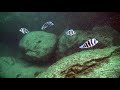 The deep water of lake tanganyika