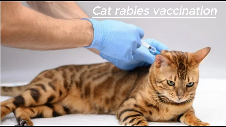 Video 11754121: bengal cat pet, bengal cat kitten, bengal house cat