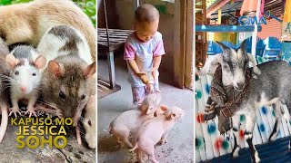 Mga daga, biik at kambing, ginagawang pet?! | Kapuso Mo, Jessica Soho