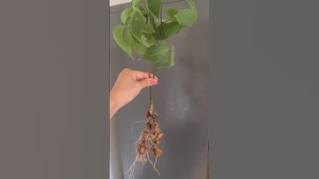 #sâm_ngọc_linh_rừng sâm ngọc linh, #sâm Lai Châu 65gr 2 củ sâm ngọc linh già năm quá đẹp.