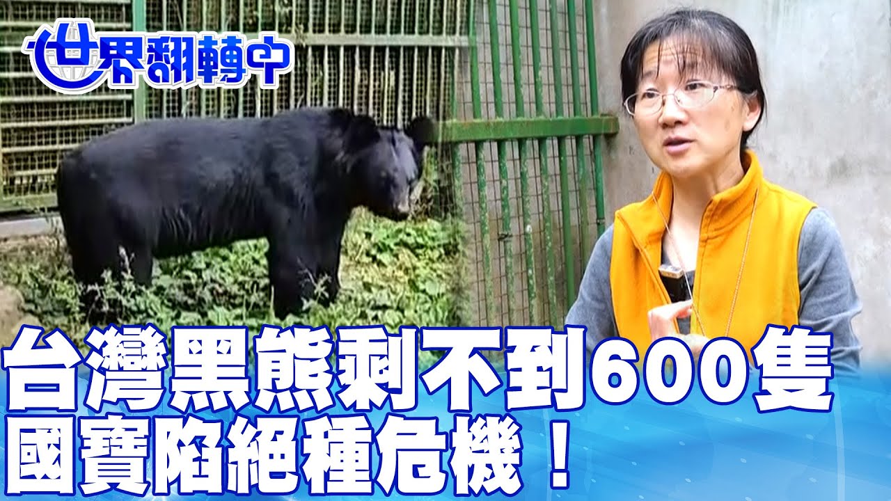 台灣黑熊剩不到600隻 國寶陷絕種危機！ 世界翻轉中 20240317