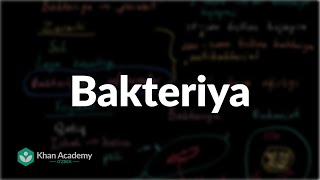 Bakteriya | Bakteriya va arxeylar | Biologiya