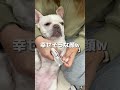 爪切りが好きな犬がこちら！