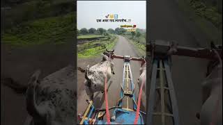 नाद बैलजोडीचा (विकायचे आहेत) घ्यायची असेल तर सबस्क्राईब करा