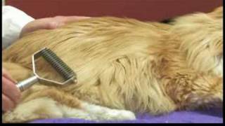 cats matted fur treatment