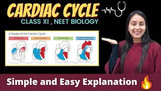 Cardiac Cycle | Body Fluids and Circulation | Class 11 | NEET