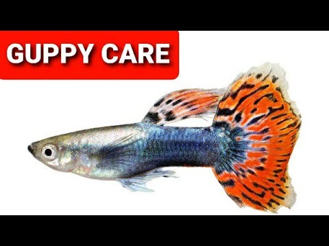 HOW TO CARE GUPPIES TANK SETUP ALONG WITH SELLER CONTACT GALIFF STREET IMPORTED GUPPIES/GUPPY