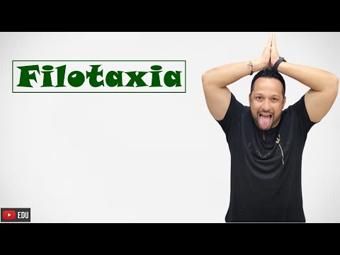 Vídeo: Quantos tipos de filotaxia?