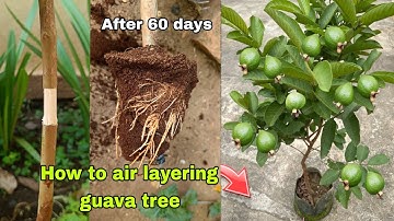 How to Air Layering Guava Tree / Growing Guava from Cutting / New techniques and Easiest Method