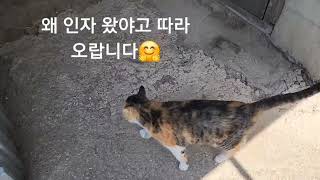 산에 배달하고 바쁜 일정이 끝나면 순이 고운이 부터 중성화 할 예정입니다~오늘도 시작합니다