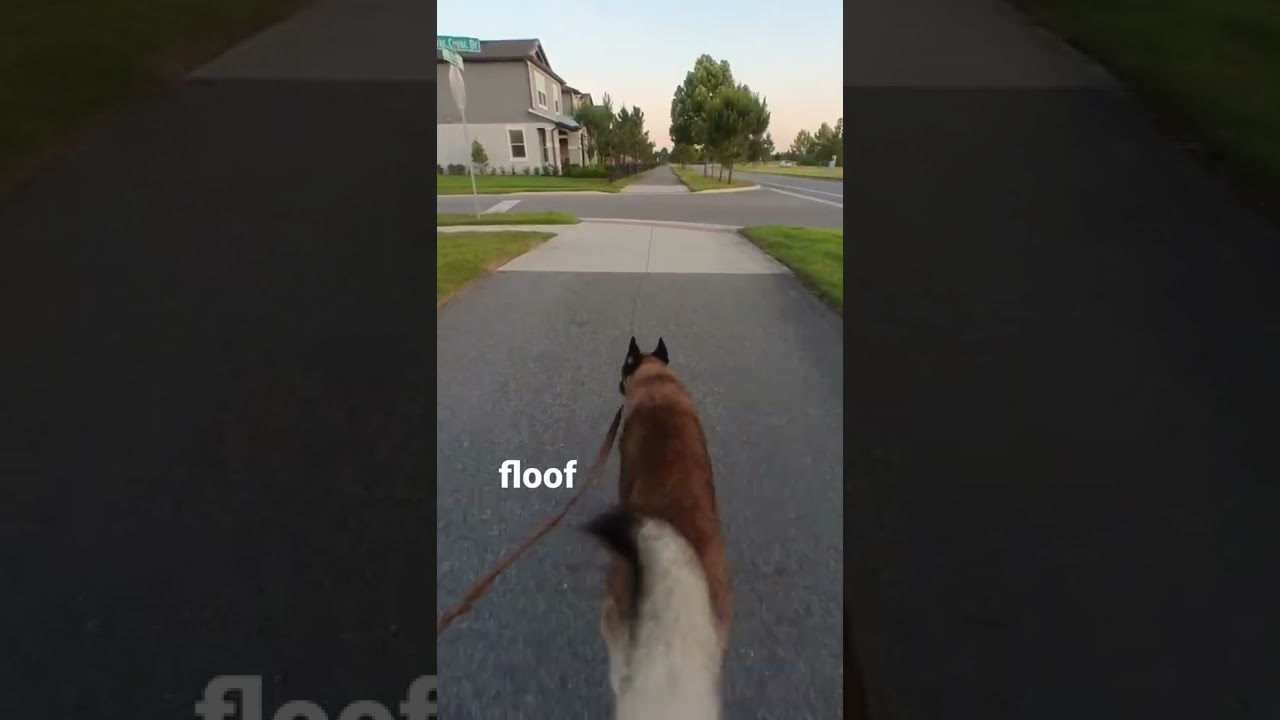 Easy run with the dog! Running with a dog is always fun. 