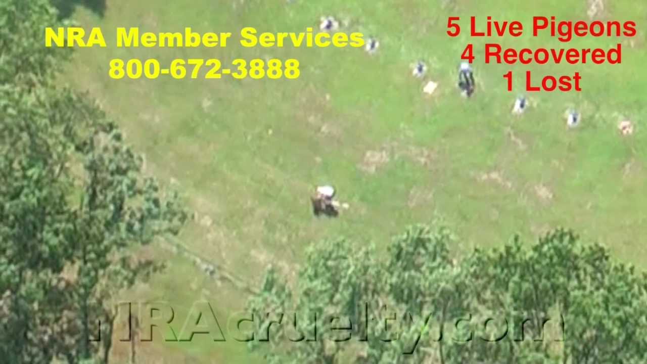 Drone Catches Animal Cruelty YouTube