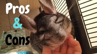 Pros & Cons Of Owning Chinchillas