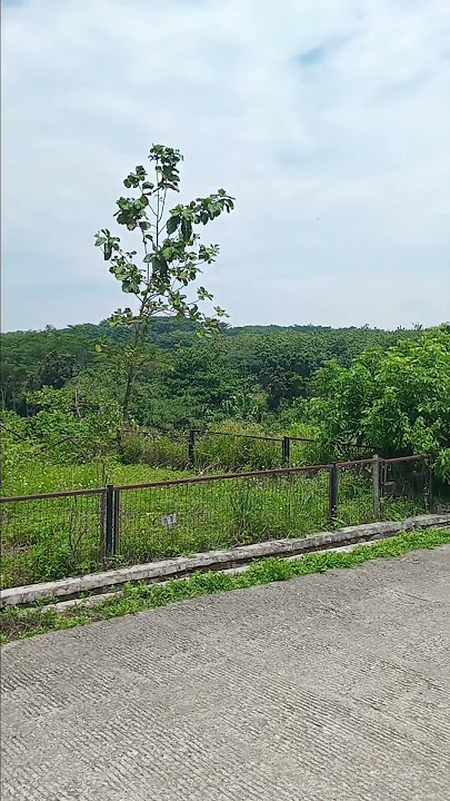 di atas bukit indah yang penuh bunga