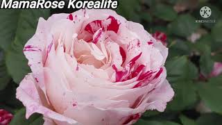 LOVE MY WAY-KRIESHA CHU@MamaRose Korealife