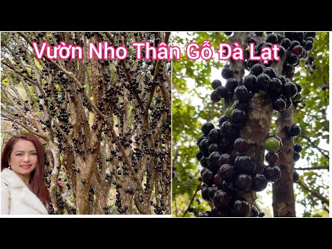 Video: Thông tin về cây Jaboticaba - Cách trồng Cây ăn quả Jaboticaba