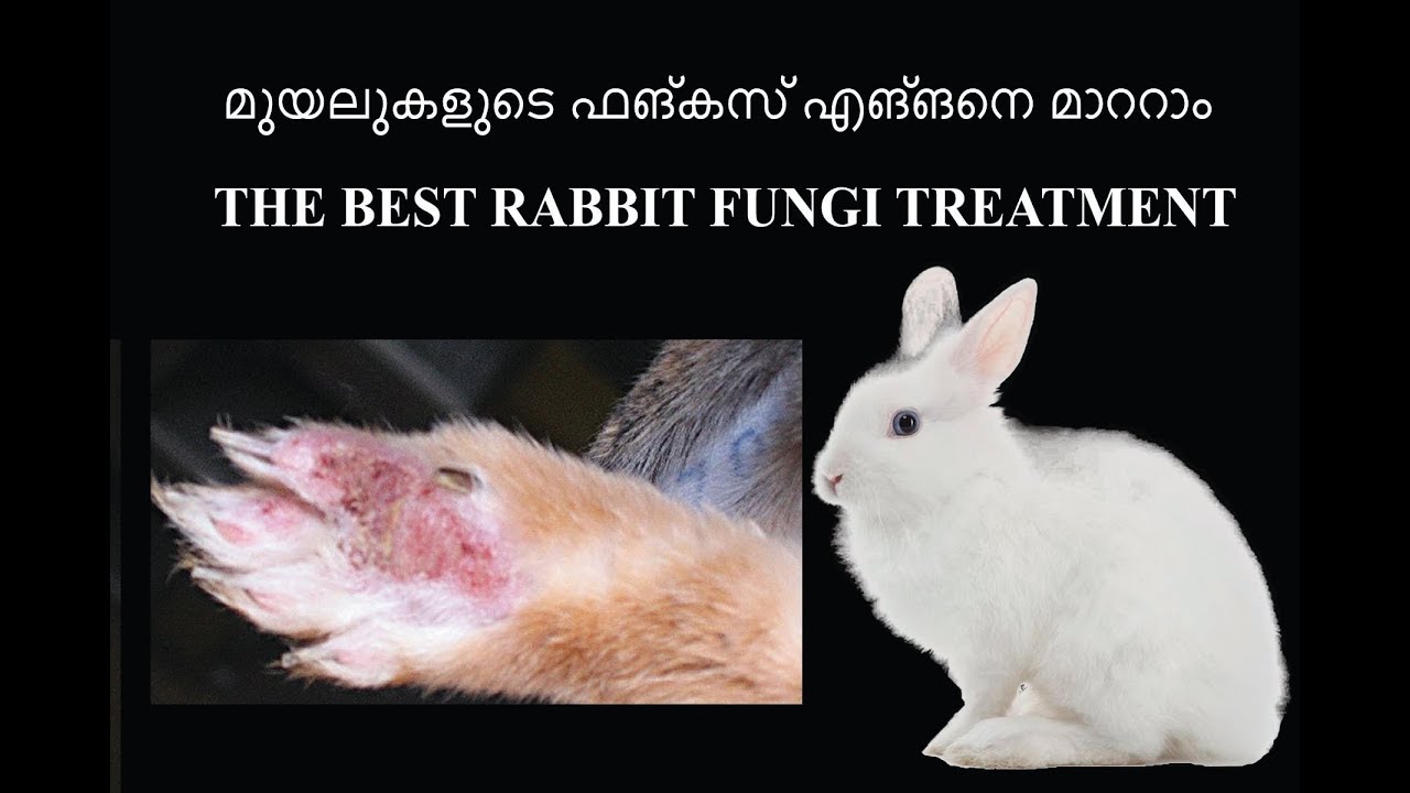 മുയലുകളുടെ ഫങ്കസ് എങ്ങനെ മാറ്റാം - RABBIT FUNGI REMOVAL : - YouTube