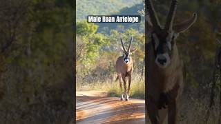 Roan Antelope Strutting Its Stuff.
