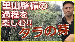 【里山整備】せっかくなら楽しみたい!!雑木林の中に天然のタラノキがあったので栽培しようと企画中!!