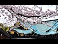 Cherry Blossoms at Yasukuni Shrine, Tokyo Japan | Benchmark Tree &amp; Sacred Sea of Sakura