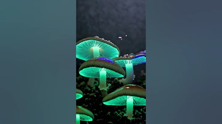 Biolumina The Glow of Living Mushrooms