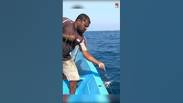 Catching King Fish in the Sea