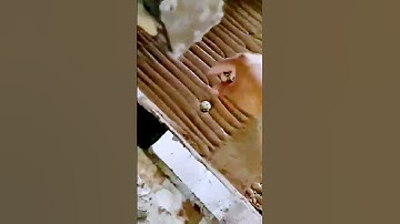 Sharing the processing process of quail eggs