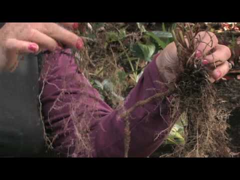 Video: Piante di margherite Montauk: consigli per coltivare margherite Montauk