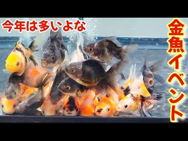 I was intrigued by the goldfish near one of the booths at