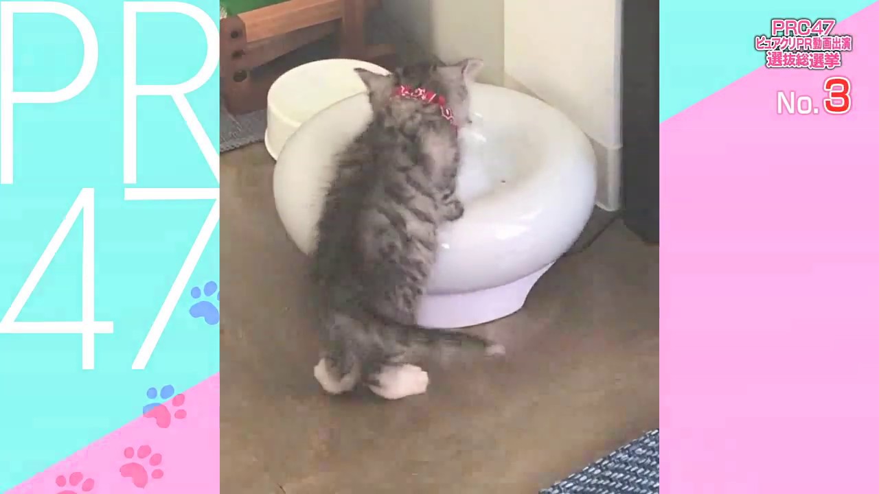 第1回 Prc47ピュアクリpr 動画出演選抜総選挙 結果発表 犬 猫 飼育用品 ジェックス株式会社 第1回 Prc47ピュアクリpr 動画出演選抜総選挙 結果発表 犬 猫 飼育用品 ジェックス株式会社
