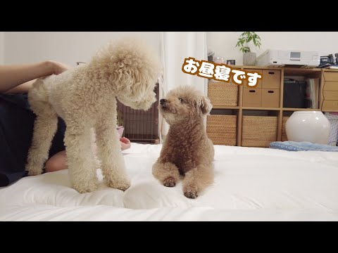 皆で仲良くお昼寝しようとしたらまさかの事態になりました…