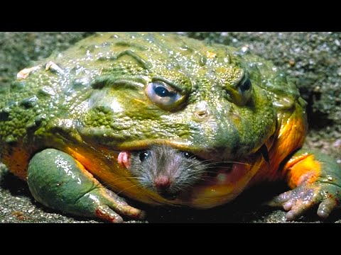 Видео: Ученый находит лягушку внутри лягушки во время компьютерной томографии - Лягушка Пак Ман ест лягушку