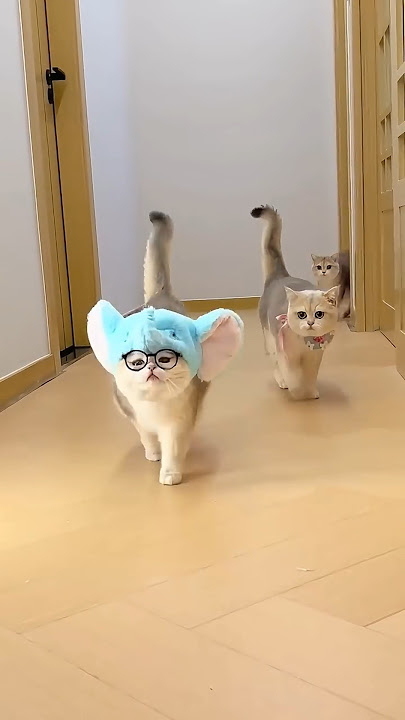 Video kucing, kucing lucu, anak kucing mengeong 🐾✨😸 #pecintakucing #kucinglucu