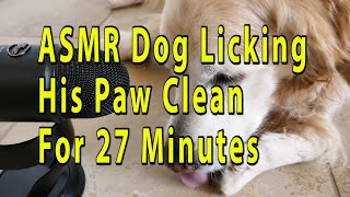 ASMR Dog Licking His Paw For 27 Minutes   English Cream Golden Retriever